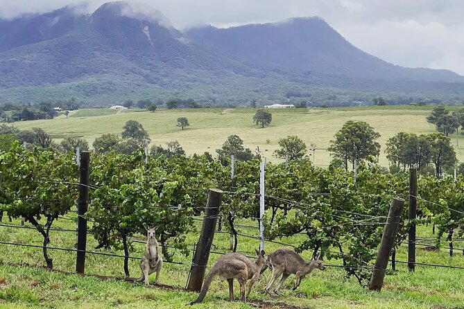Private Hunter Valley Wine Tasting Tour from Sydney - The drive from Sydney to wine country