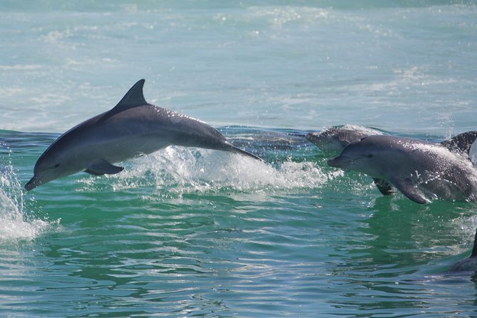 Private Port Stephens Day Trip from Sydney incl Dolphin Cruise - Who will enjoy this Port Stephens day?