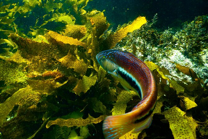 Private Snorkeling Tour In Sydney's Marine Reserve - Why this Sydney snorkel feels different