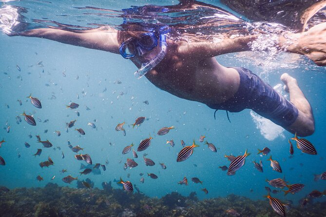 Private Snorkeling Tour In Sydney's Marine Reserve - Meeting at Clovelly and getting ready