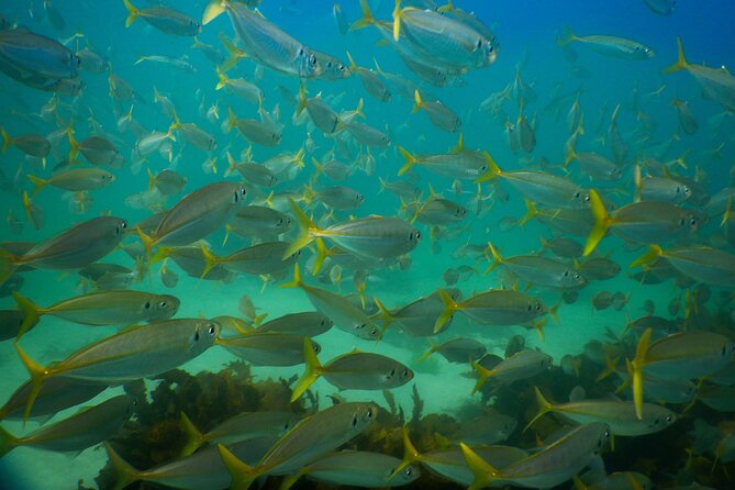 Private Snorkeling Tour In Sydney's Marine Reserve - Why private guidance helps beginners
