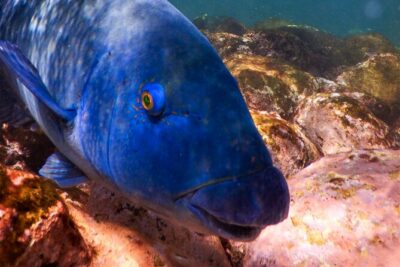 Private Snorkeling Tour In Sydney’s Marine Reserve