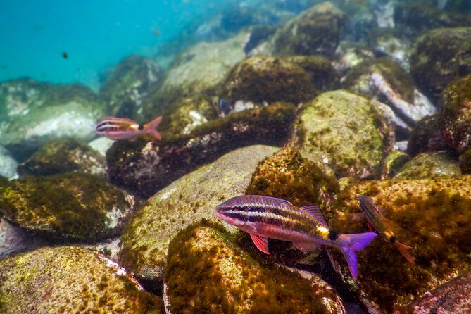 Private Snorkeling Tour In Sydney's Marine Reserve - Photos that preserve more than the memory