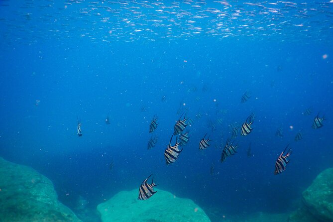 Private Snorkeling Tour In Sydney's Marine Reserve - Clovelly conditions and the Little Bay option