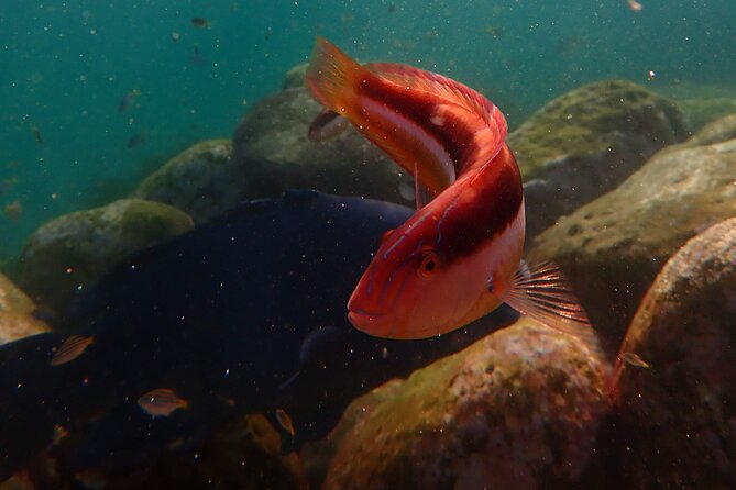 Private Snorkeling Tour In Sydney's Marine Reserve - What to do after the water time
