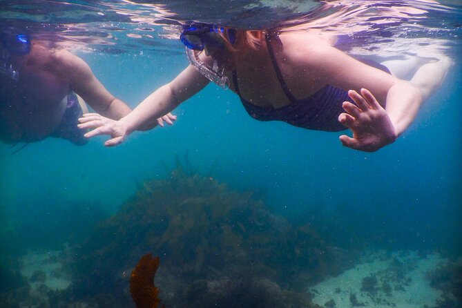 Private Snorkeling Tour In Sydney's Marine Reserve - Is $143.09 a fair price?