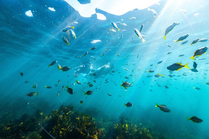 Private Sydney Snorkeling Experience: Explore Cabbage Tree Bay - Key points to know before booking