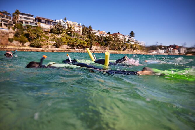 Private Sydney Snorkeling Experience: Explore Cabbage Tree Bay - Why the marine life makes this more than a swim
