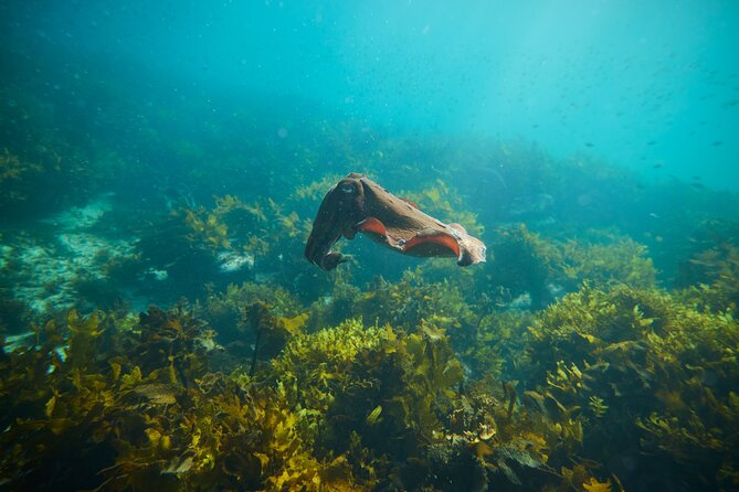 Private Sydney Snorkeling Experience: Explore Cabbage Tree Bay - What the $121.93 price includes