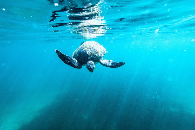 Private Sydney Snorkeling Experience: Explore Cabbage Tree Bay - Who should book this private snorkel
