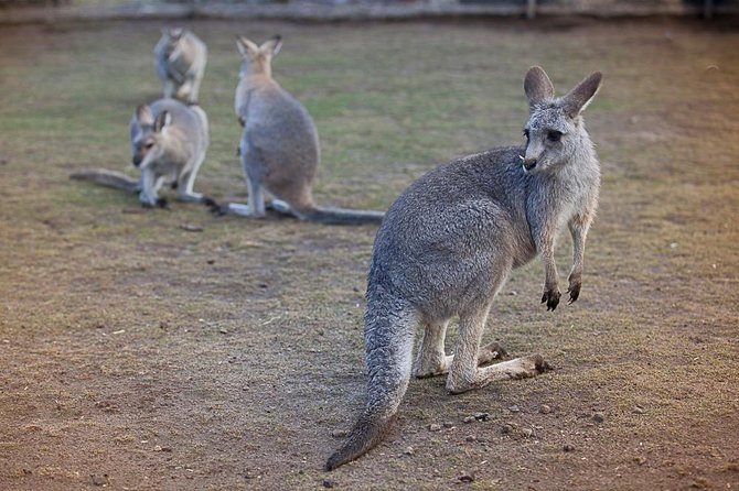 Private Tour: Blue Mountains Day Trip from Sydney - A 7:30 am start from your Sydney hotel