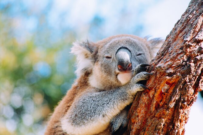 Private Wildlife Waterfalls and Wine Day Tour from Sydney - Key points at a glance