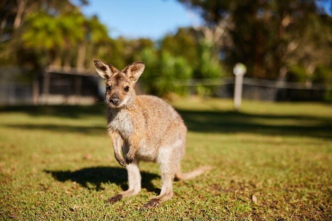 Private Wildlife Waterfalls and Wine Day Tour from Sydney - Two hours with koalas at Symbio Wildlife Park
