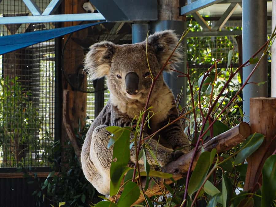 Roos, Blues & Views - Blue Mountains Day Tour w Lunch - Lunch in Leura or Katoomba, with chocolate afterward