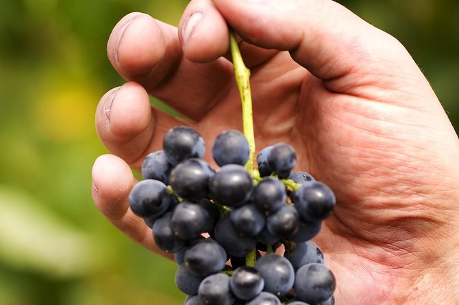 Scenic Hunter Valley Tour with Wine and Cheese Tastings - Cheese and local produce at the Hall of Food