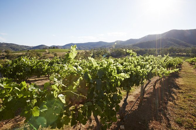 Scenic Hunter Valley Tour with Wine and Cheese Tastings - The long return to Sydney