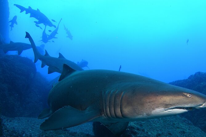 Scuba Dive With Grey Nurse Sharks in Bushrangers Bay - Key points at a glance