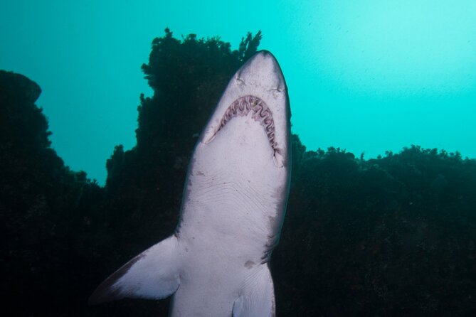 Scuba Dive With Grey Nurse Sharks in Bushrangers Bay - The 6:30 am meeting at Bondi