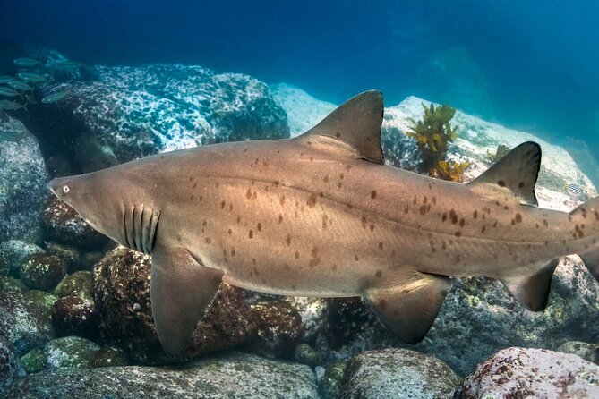 Scuba Dive With Grey Nurse Sharks in Bushrangers Bay - Two guided shore sessions at Bushrangers Bay