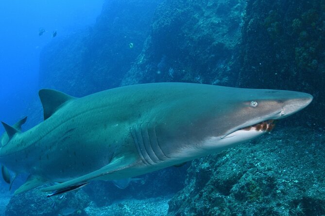 Scuba Dive With Grey Nurse Sharks in Bushrangers Bay - Weather, timing, and the main tradeoffs