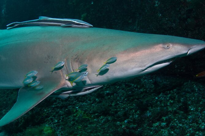 Scuba Dive With Grey Nurse Sharks in Bushrangers Bay - The road south to Shellharbour