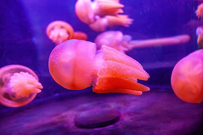 SEA LIFE Sydney Aquarium Entrance Ticket - The Great Barrier Reef and Day and Night on the Reef