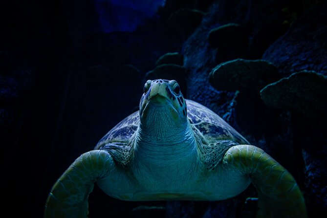 SEA LIFE Sydney Aquarium Entrance Ticket - Penguin Expedition: short ride, strong memory