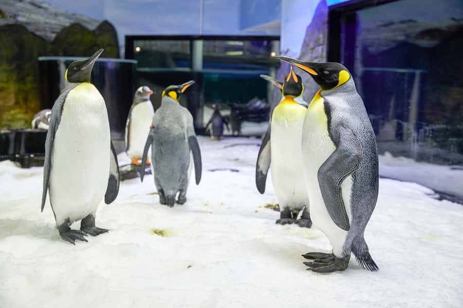 SEA LIFE Sydney Aquarium Entry Ticket - Practical details for your visit
