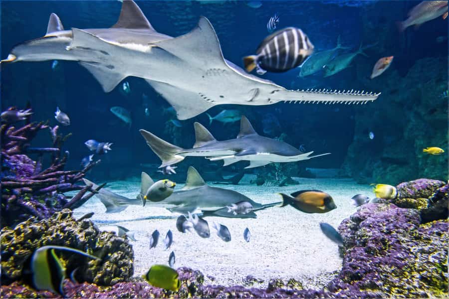 SEA LIFE Sydney Aquarium Entry Ticket - What SEA LIFE Sydney Aquarium does well