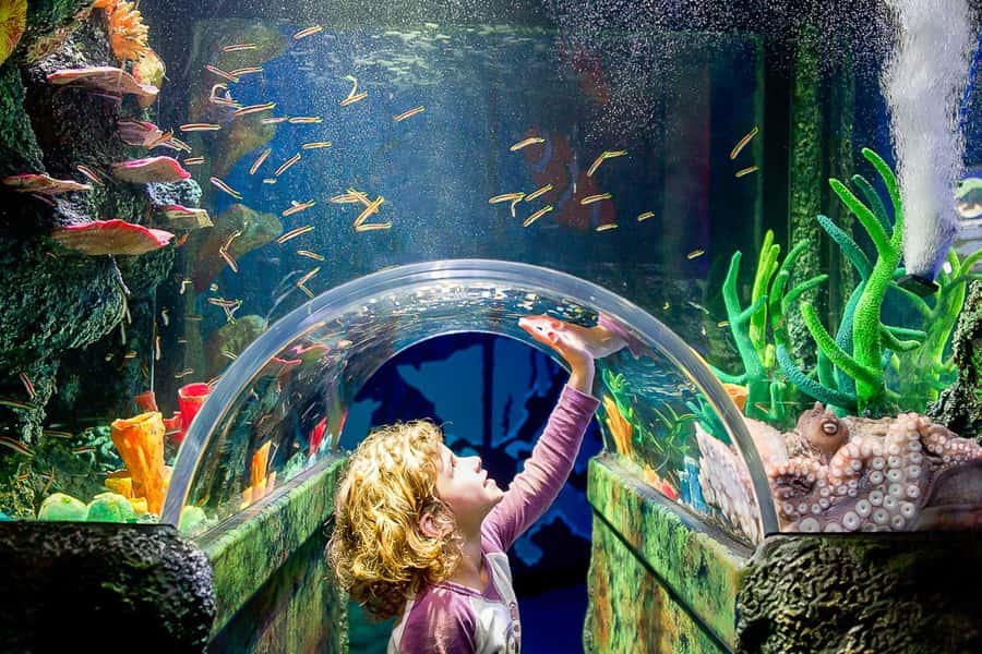 SEA LIFE Sydney Aquarium Entry Ticket - The underwater tunnels and Great Barrier Reef display