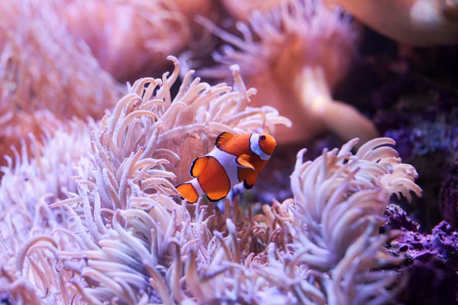 SEA LIFE Sydney Aquarium Entry Ticket - Penguins, dugongs, and Australian animals