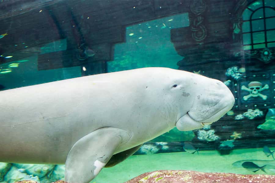 SEA LIFE Sydney Aquarium Entry Ticket - How long you need and how crowded it gets