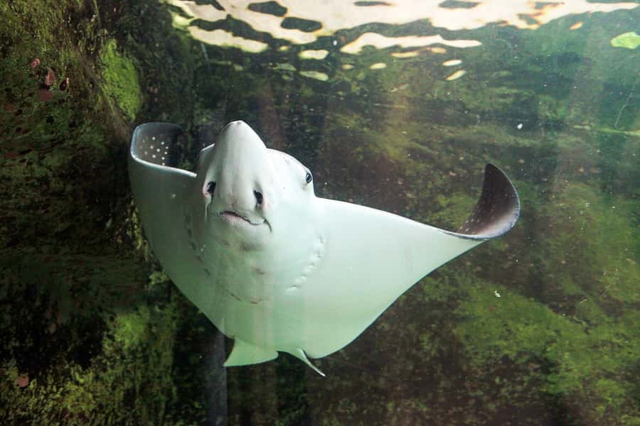 SEA LIFE Sydney Aquarium Entry Ticket - Is the $31 ticket good value?