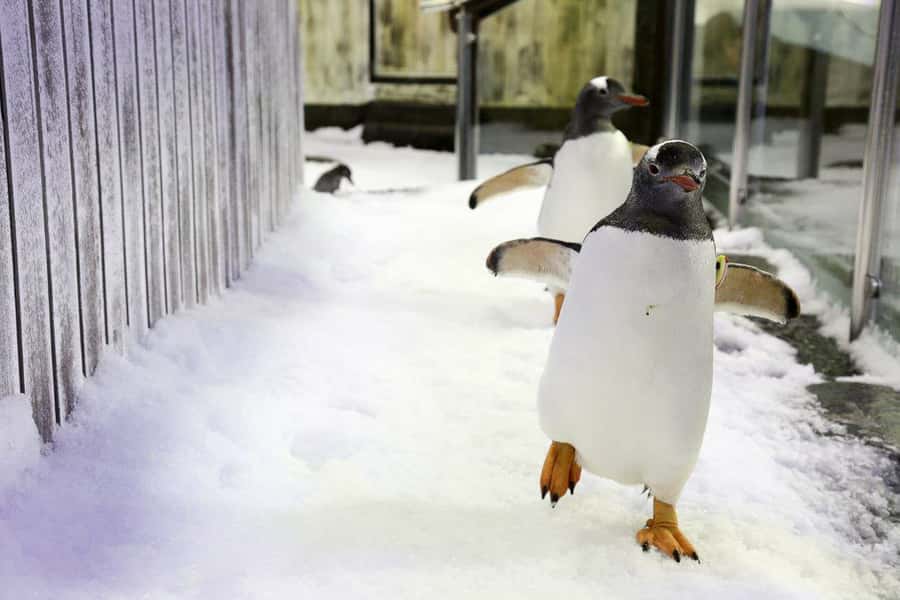 SEA LIFE Sydney Aquarium Entry Ticket - Who will enjoy this aquarium most?