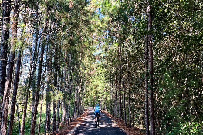 Self Guide E Bike Tour - Husk Distillery, Rainforest & Rail Trail - A worthwhile detour to the Tweed Regional Gallery