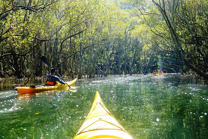 Self-Guided Sydney Middle Harbour Kayak 3 Hour Tour by Double Kayak - Choosing your route through Middle Harbour
