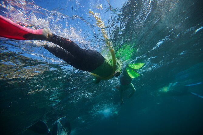 Small Group Manly Snorkel Tour and Nature Walk with Local Guide - Key points before you book