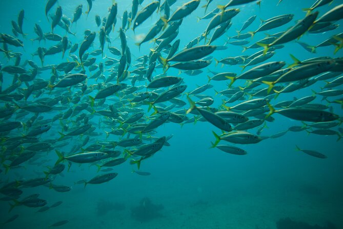 Small Group Manly Snorkel Tour and Nature Walk with Local Guide - What you might see below the surface