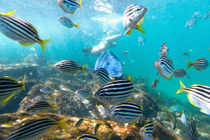 Small Group Manly Snorkel Tour and Nature Walk with Local Guide - Who will enjoy this Manly experience most