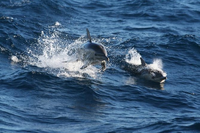 Small Group Port Stephens + Dolphins + 4WD/sandboarding ex Sydney - Nelson Bay and the first look at Port Stephens