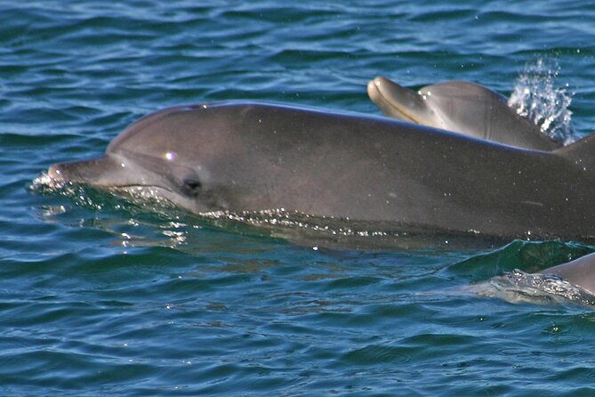 Small Group Port Stephens + Dolphins + 4WD/sandboarding ex Sydney - Is $164.25 good value?