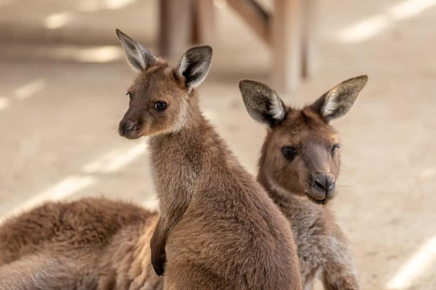 Small Group: Zoo, Blue Mountains, Scenic World Mandarin Tour - Cahill’s Lookout closes the scenic route