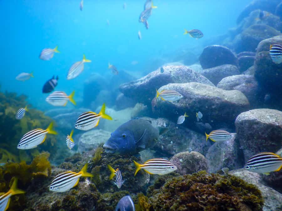 Snorkel Sydney’s Stunning Marine Reserve on a Private Tour - Key points to know before you book