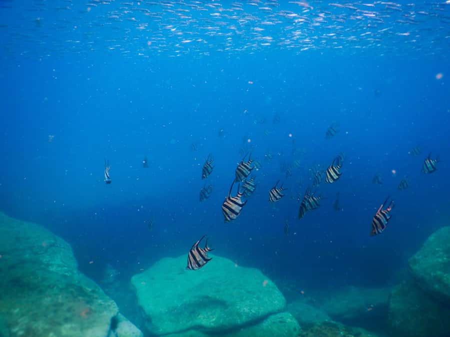 Snorkel Sydney’s Stunning Marine Reserve on a Private Tour - Choosing between Clovelly Beach and Gordons Bay