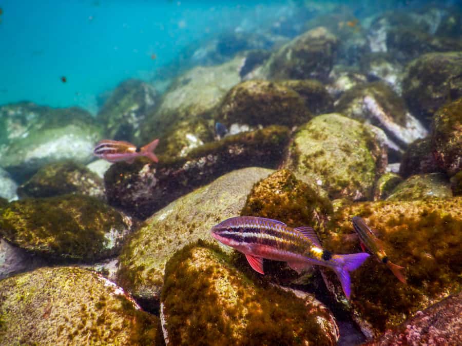 Snorkel Sydney’s Stunning Marine Reserve on a Private Tour - The guides and the personal feel