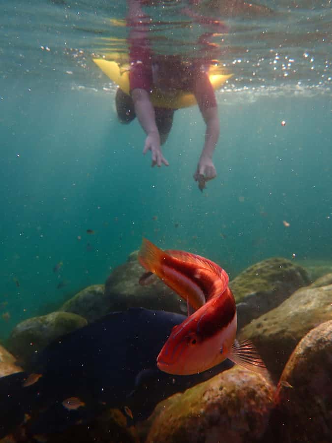 Snorkel Sydney’s Stunning Marine Reserve on a Private Tour - Meeting at Clovelly Free Car Park