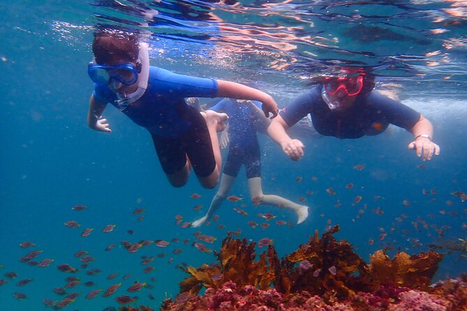 Snorkeling Adventure for Kids with Private Guide In Sydney - Key points to know before you book