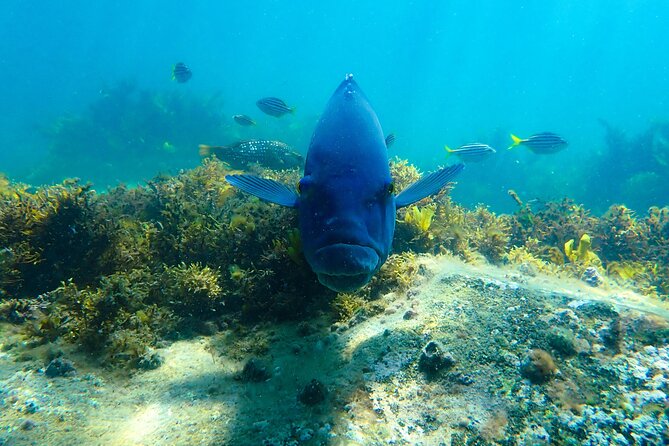 Snorkeling Adventure for Kids with Private Guide In Sydney - Why Clovelly works well for a first family snorkel