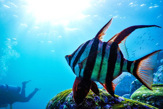 Snorkeling Adventure for Kids with Private Guide In Sydney - Marine life in the Bronte-Coogee Aquatic Reserve