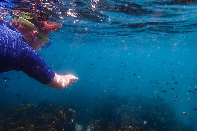 Snorkeling Adventure for Kids with Private Guide In Sydney - Clovelly or Little Bay on the day